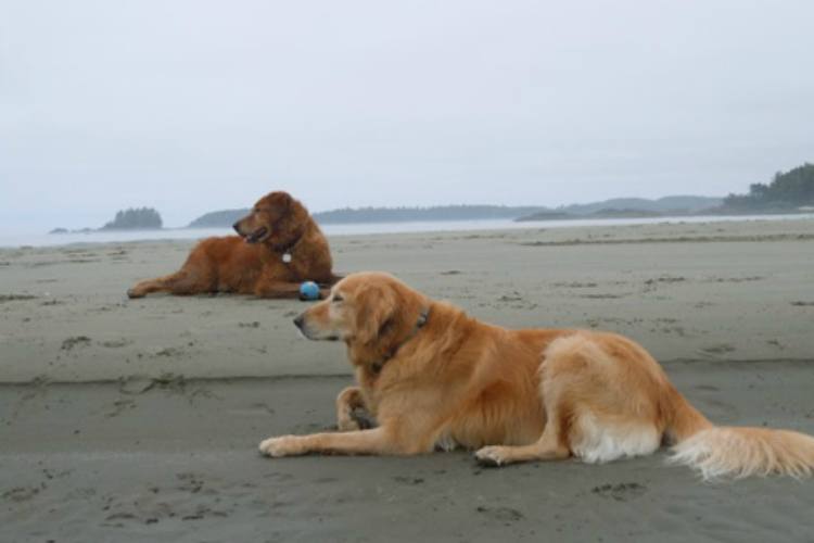 Alfie on the beach with his dog friend after rescue