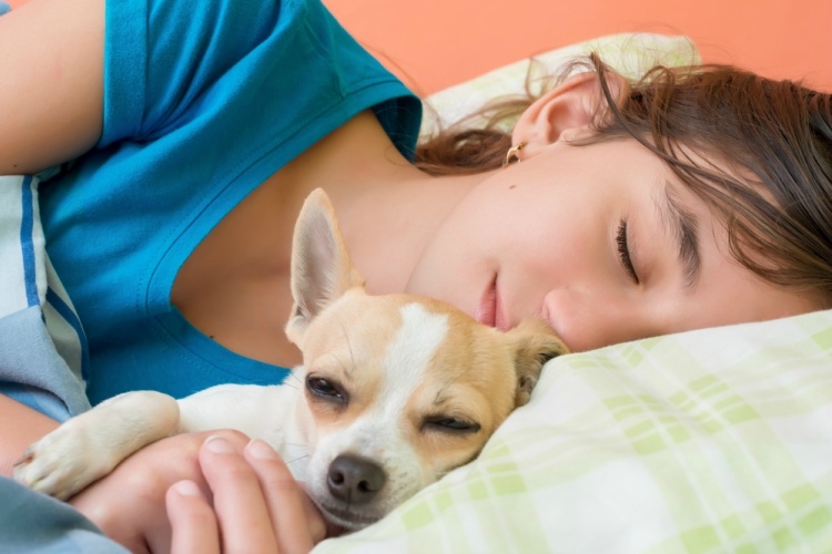 Girl sleeping with little chihuahua dog