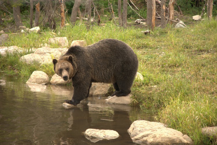 Image of grizzly by a stream.