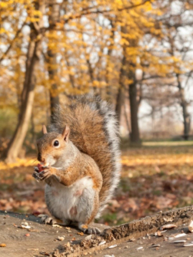 Image of squirrel eating.