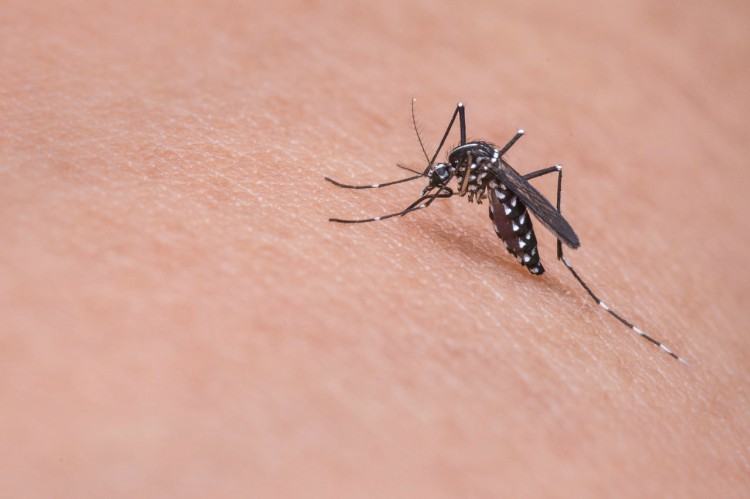 Image of mosquito on skin.
