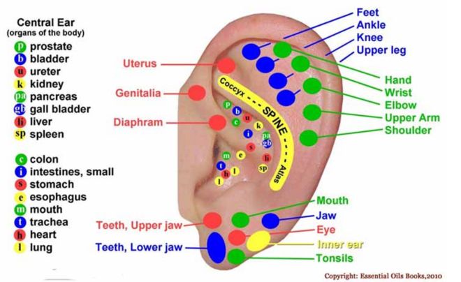 Diagram of the ear for reflexology.