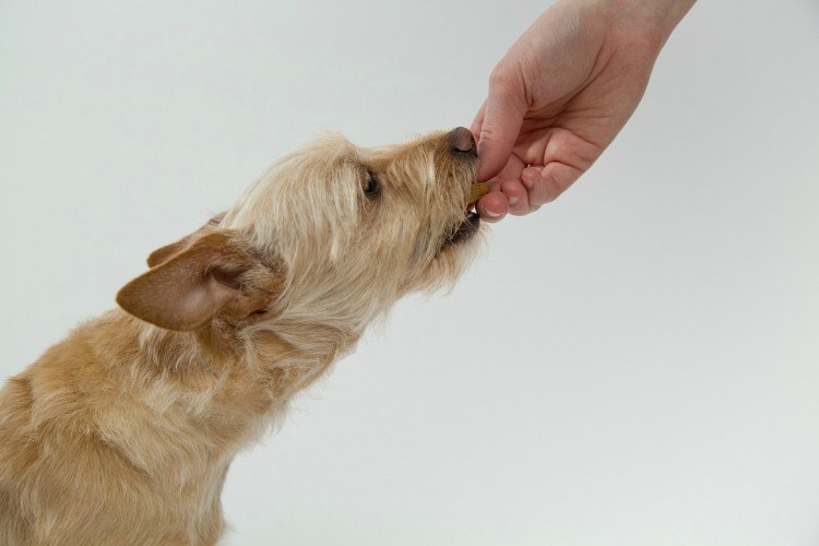 Image of dog getting treat.