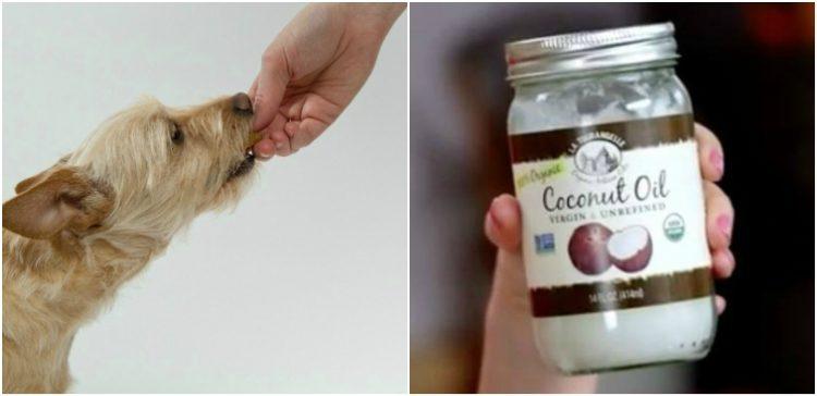 Why dogs should eat coconut oil.