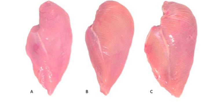 chicken breast chart with varying levels of white striation
