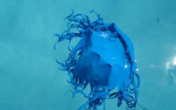 shredded latex balloon resembling jelly fish