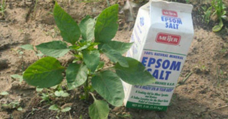 Image of Epsom salt near plant.