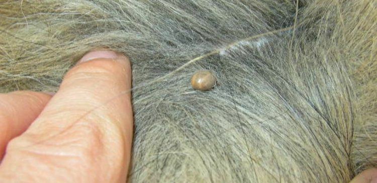 Engorged tick attached to pet in hair