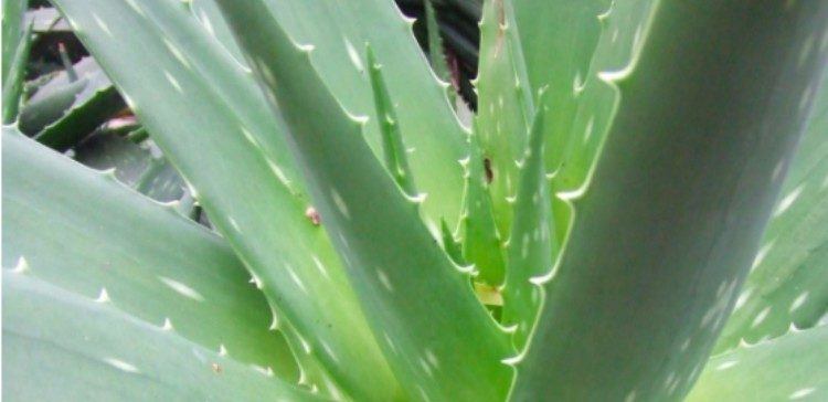 close up of aloe plant