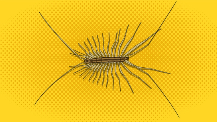 If You See a Centipede in Your House, Here's the One Thing You Should Never,  Ever Do