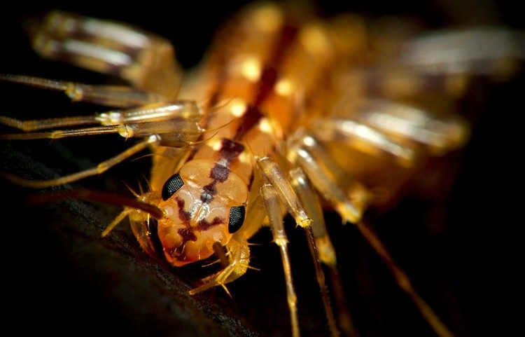 closeup of house centipede against black background