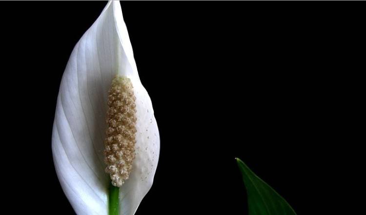 peace lily