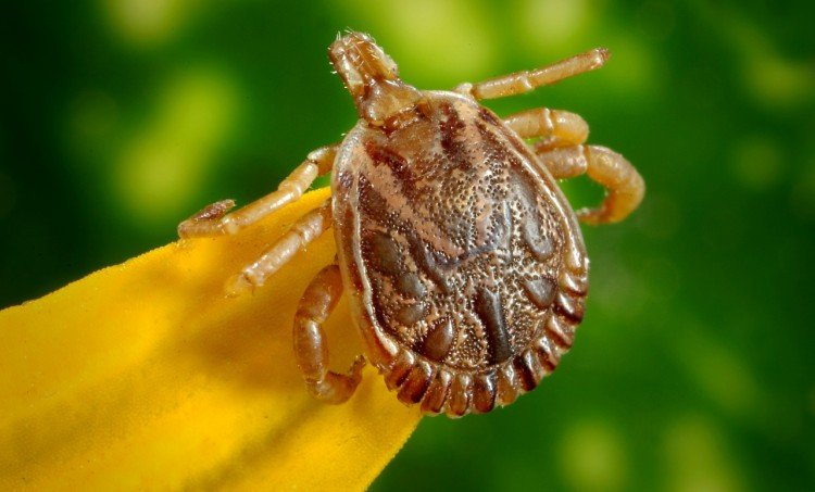 Image of tick outdoors.