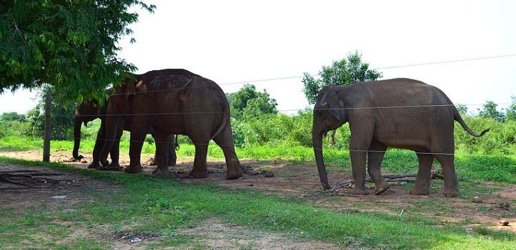 elephants behind a wire fence
