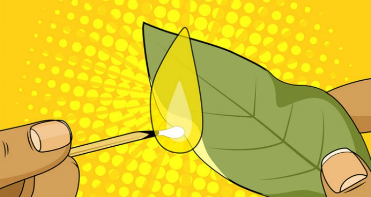 7 Things That Happen If You Burn A Bay Leaf