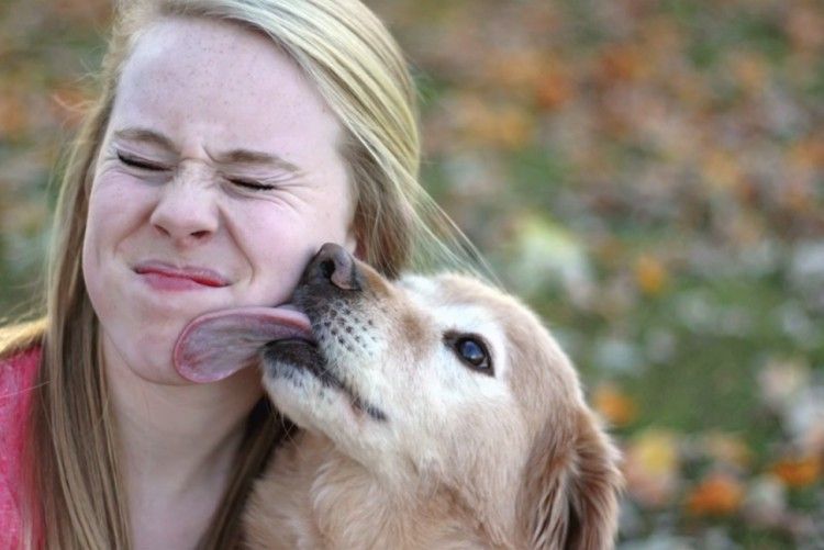 What Happens When Your Dog Licks Your Face