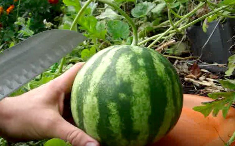 Wassermelone grüner Stiel