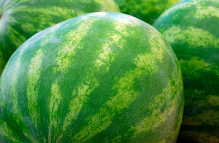 Wassermelonen-Gewebe