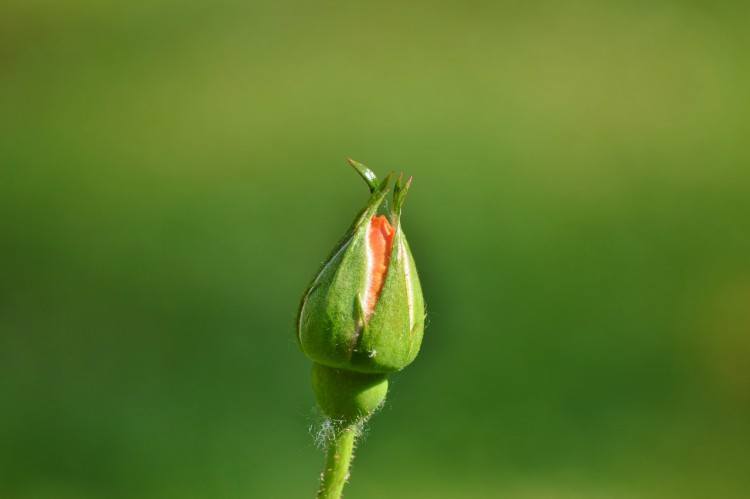 Image of rose bud.