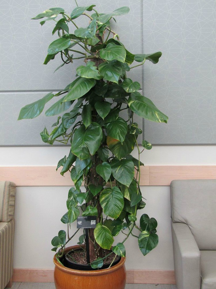 Image of pothos ivy