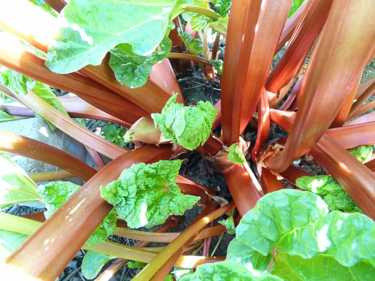 Image of rhubarb plant.