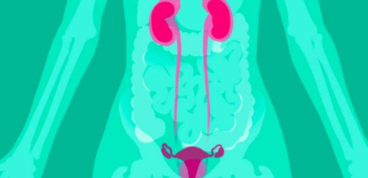 illustration of kidneys and bladder