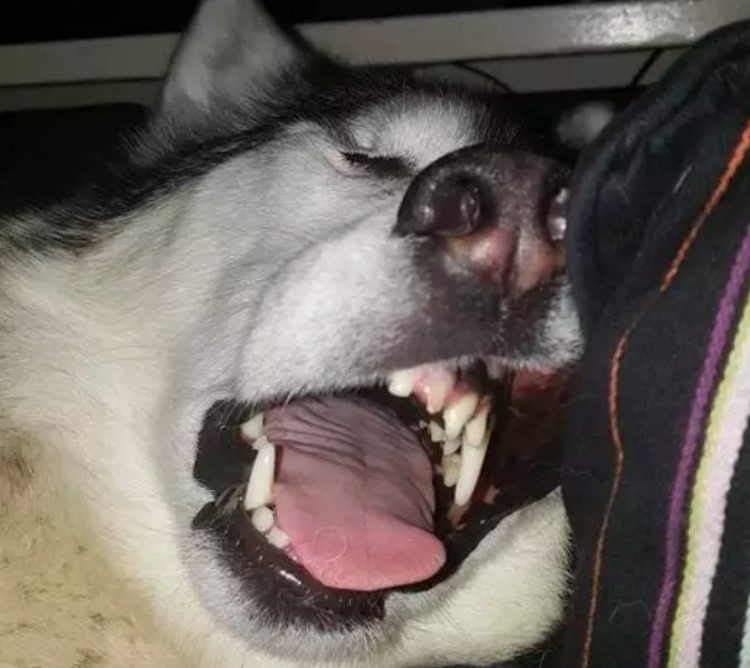 are huskies just mouthy