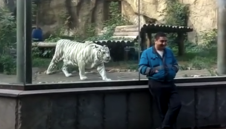 white tiger attack