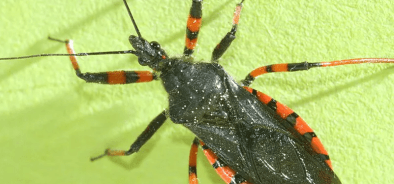 Pic of assassin bug.