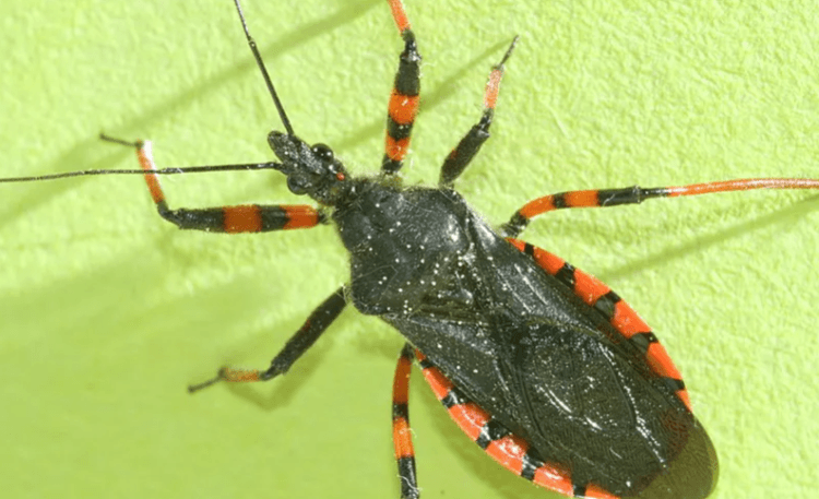 What to Do If You're Bitten by an “Assassin Bug”