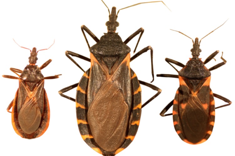 Image of kissing bugs.