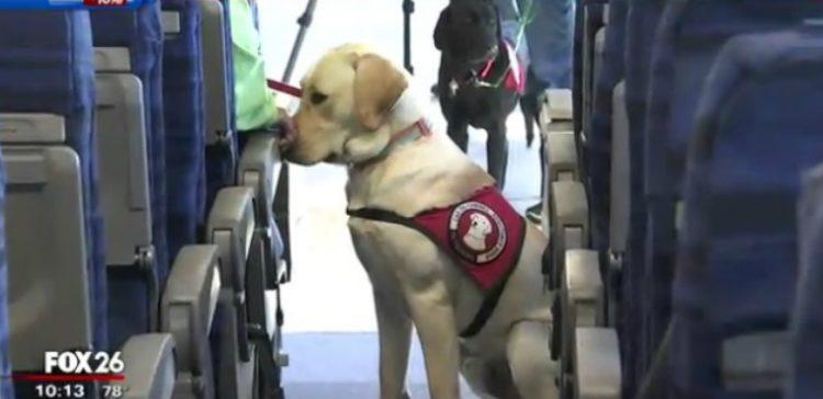 service dogs on plane