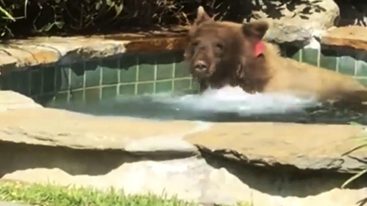 Image of bear in pool
