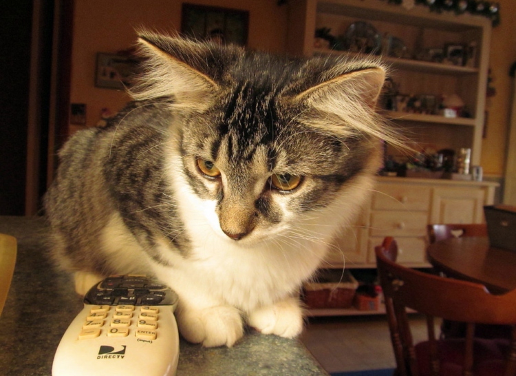 7 Simple Tricks To Keep Cats Off Your Kitchen Counters