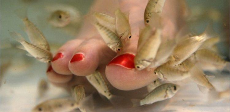 toes during fish pedicure