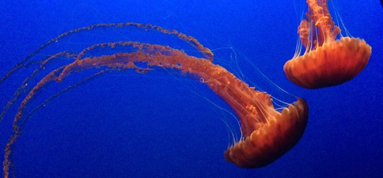 Image of jellyfish.