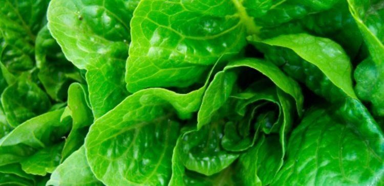 Image of romaine lettuce.