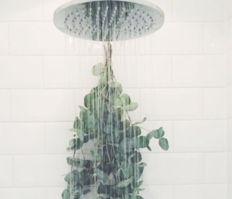 Image of eucalyptus in the shower