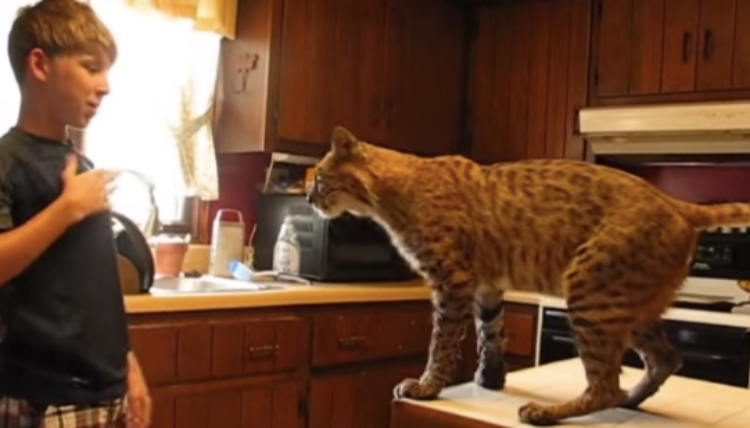 This Boy Saved A Bobcat From A Fire, But Never Expected To Get This Thank You