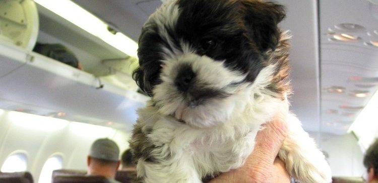Pic of puppy on plane.