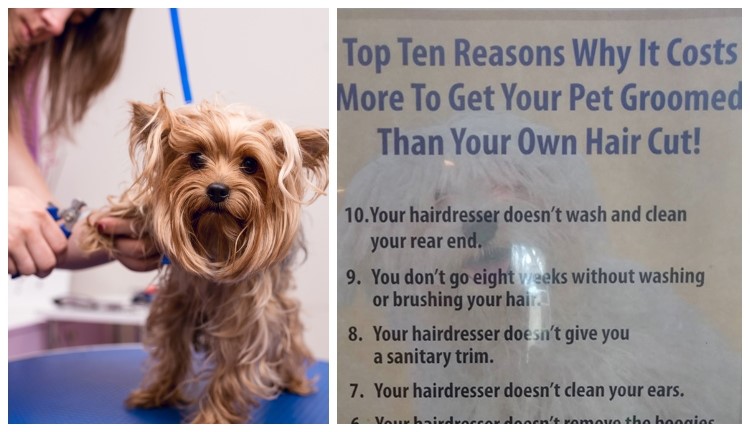 how much does it cost to become a dog groomer