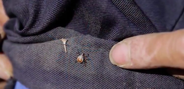 Image of tick on a shirt