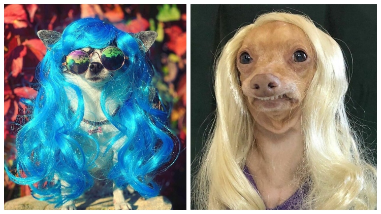 dogs wearing wigs